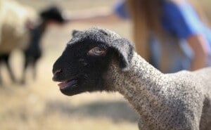 SAU Agri lambs 2