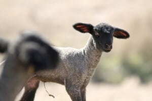 SAU Agri lambs 3